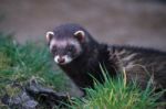 European Polecat (mustela Putorius) Stock Photo