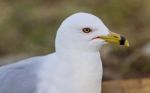 Image Of A Gull Looking For Food On A Shore Stock Photo