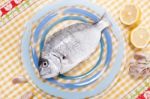 Gilt-head Bream Fish Stock Photo