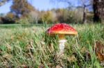 Fly Agaric Toadstool (amanita Muscaria) Stock Photo