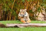 Bengal Tiger Stock Photo