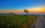 01552_treeandthesunset Stock Photo