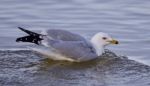 Beautiful Isolated Image With A Swimming Gull Stock Photo