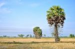 Sugar Palm Stock Photo