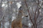 Background With A Deer Looking Aside Stock Photo