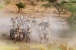 Zebras In Serengeti National Park Stock Photo