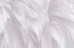 Chicken Feather Texture Background Style Vintage Color Trends Stock Photo