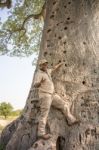 Baobab Tree In Botswana Stock Photo