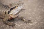 Water Dragon Outside During The Day.  Stock Photo