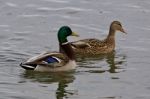 Beautiful Background With A Pair Of Mallards Stock Photo