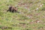 Brown Bear In Asturian Lands Stock Photo