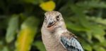 Kookaburra Close Up Stock Photo