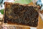 Beekeeper With Bees In Hive Stock Photo