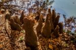 Tree Roots Growing Above Ground Stock Photo