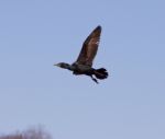 The Fly Of The Cormorant Stock Photo