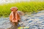 Hippopotamus Stock Photo