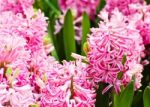 Colorful Tulips In Garden Stock Photo