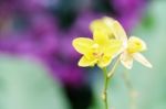 Yellow Spathoglottis Orchid In Garden Stock Photo