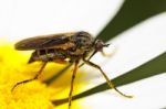 Balloon Fly (empis Tessellata) Stock Photo