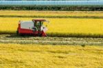 Combine Harvester In A Rice Field During Harvest Time Stock Photo