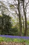 Bluebells In Staffhurst Woods Near Oxted Surrey Stock Photo