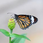 Monarch Butterfly Stock Photo