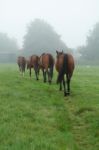 Horse Train Stock Photo