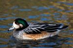 Chiloe Wigeon Anas Sibilatrix Stock Photo