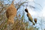 Ploceus Nests Stock Photo