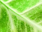 Detail Of Green Leaf Texture Background Stock Photo