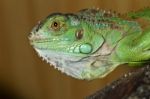 Iguana Lizard Stock Photo