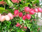 Carunda Or Karonda  (bengal-currants) Pink Fruit On Tree In The Garden.fruit For Health And High Vitamin Stock Photo