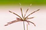 Grass Pollen Close Up Stock Photo