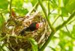 Baby Robins In A Nest Stock Photo