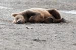 Bears In Katmai National Park, Alaska Stock Photo