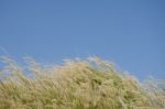 
Flowers
Waving Wind Blows Thee In The Daytime Sun, Flowers And Stock Photo