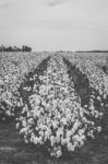 Cotton Field In The Countryside Stock Photo