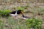 Oystercatcher (haematopus Ostralegus) With Chick Stock Photo