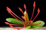 Ixora Flower With Leaves Isolate In Black Stock Photo