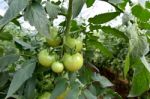 Unripe Tomatoes Stock Photo