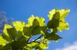 Close-up Of Some Leaves Of A Beech (fagaceae) Tree In An English Stock Photo