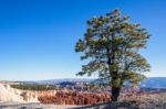 Pine Tree On The Rim Of Bryce Canyon Stock Photo