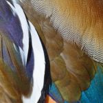 Mandarin Duck Feathers Stock Photo