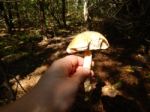 Collection And Preparation Of Autumn Edible Mushrooms Stock Photo