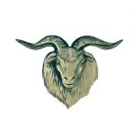 Cashmere Goat Head Drawing Stock Photo