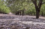 Grove Of Almond Trees In Israel Stock Photo