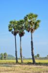 Sugar Palm Stock Photo