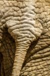 Skin Texture Of An African Elephant Stock Photo