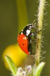 Beautiful Ladybug Insect Stock Photo