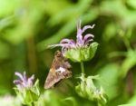 Image Of A Beautiful Butterfly Sitting On Flowers Stock Photo